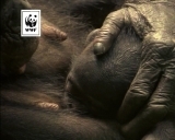 WWF